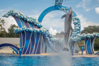Orlando, Florida. 23 Kasım 2020. Yunuslar Seaworld 'de Yunuslar Günü Gösterisinde Zıplıyorlar (13)