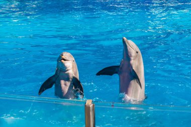 Orlando, Florida. 25 Kasım 2020. Seaworld 'de Yunus Günleri Gösterisi (5)