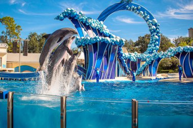 Orlando, Florida. 22 Aralık 2020. Yunuslar Seaworld 'de Yunus Günleri Gösterisinde Zıplıyorlar (30)