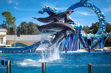 Orlando, Florida. 22 Aralık 2020. Yunuslar Seaworld 'de Yunus Günleri Gösterisinde Zıplıyor (32)