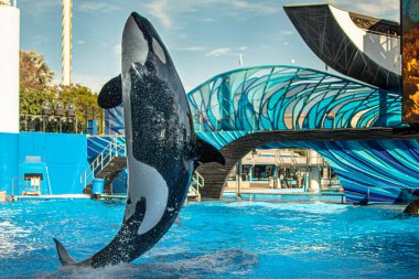 Orlando, Florida. 22 Aralık 2020. Orca Encounter Show 'da katil balina atlayışı gösterisi (42))