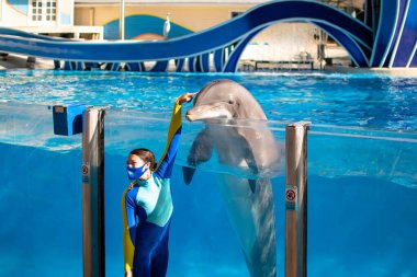 Orlando, Florida. 22 Aralık 2020. Seaworld 'de eğitmeniyle güzel bir yunus (20)