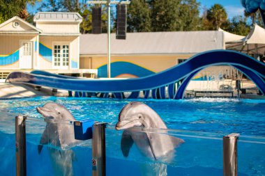 Orlando, Florida. 22 Aralık 2020. Seaworld 'de Güzel Yunuslar Gösterisi (16)
