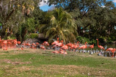 Tampa Körfezi, Florida. 29 Aralık 2020. Busch Gardens 'taki Flamingoların panoramik görüntüsü (45)