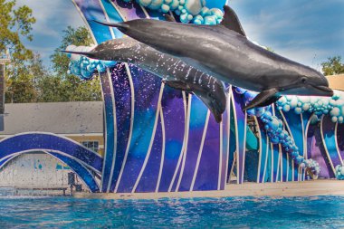 Orlando, Florida. 14 Ocak 2021. Seaworld 'de zıplayan yunuslar (25