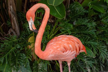 Orlando, Florida. 15 Ekim 2020. Flamingo 'nun Seaworld' deki üst görünümü (40)