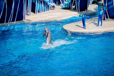 Orlando, Florida. 15 Ekim 2020. Yunus Atlama Günleri Seaworld 'de (13.)