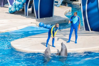 Orlando, Florida. 15 Ekim 2020. Seaworld 'de yunuslar ve eğitmenler (6)