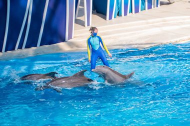  Orlando, Florida. 15 Ekim 2020. Seaworld 'de yunuslar ve eğitmenler (8).