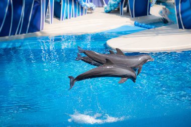 Orlando, Florida. 15 Ekim 2020. Yunuslar Seaworld 'de Zıplayan Günler (2)