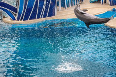 Orlando, Florida 17 Haziran 2020. Yunus Atlayışı Seaworld 'de Yunus Günleri Gösterisi (6)