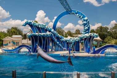 Orlando, Florida 17 Haziran 2020. Yunus Atlayışı Seaworld 'de Yunus Günleri Gösterisi (204)