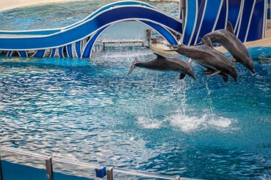 Orlando, Florida 17 Haziran 2020. Yunuslar Seaworld 'de Yunus Günleri Gösterisinde Zıplıyor (3