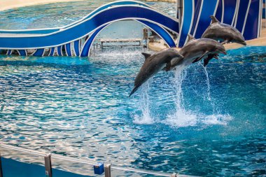 Orlando, Florida 17 Haziran 2020. Yunuslar Seaworld 'de Yunus Günleri Gösterisinde Zıplıyor (2)