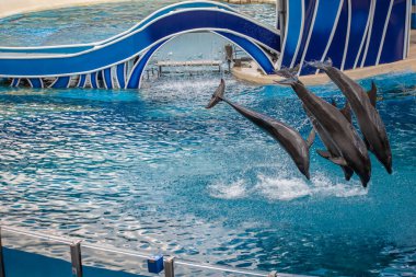Orlando, Florida 17 Haziran 2020. Yunuslar Seaworld 'de Yunus Günleri Gösterisinde Zıplıyor (4).
