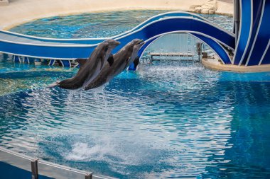 Orlando, Florida 17 Haziran 2020. Yunuslar Seaworld 'de Yunus Günleri Gösterisinde Zıplıyor (6)).
