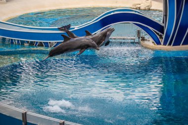 Orlando, Florida 17 Haziran 2020. Yunuslar Seaworld 'de Yunus Günleri Gösterisinde Zıplıyorlar (7)