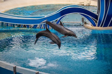 Orlando, Florida 17 Haziran 2020. Yunuslar Seaworld 'de Yunus Günleri Gösterisinde Zıplıyor (8))