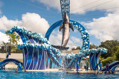 Orlando, Florida. 20 Kasım 2020. Yunus Atlayışı Seaworld 'de Yunus Günleri Gösterisi (10)