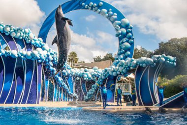 Orlando, Florida. 20 Kasım 2020. Yunus Atlayışı Seaworld 'de Yunus Günleri Gösterisi (12).