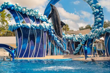Orlando, Florida. 20 Kasım 2020. Yunus Atlayışı Seaworld 'de Yunus Günleri Gösterisi (14)