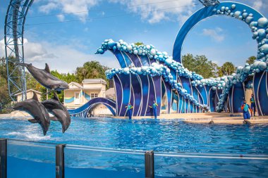  Orlando, Florida. 20 Kasım 2020. Yunus Atlayışı Seaworld 'de Yunus Günleri Gösterisi (32)