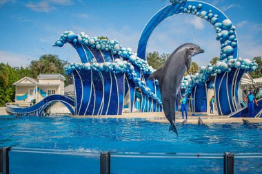 Orlando, Florida. 20 Kasım 2020. Yunus Atlayışı Seaworld 'de Yunus Günleri Gösterisi (36).