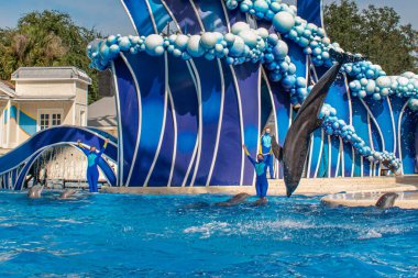 Orlando, Florida. 20 Kasım 2020. Yunus Atlayışı Seaworld 'de Yunus Günleri Gösterisi (44)