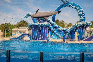 Orlando, Florida. 20 Kasım 2020. Yunus Atlayışı Seaworld 'de Yunus Günleri Gösterisi (46)