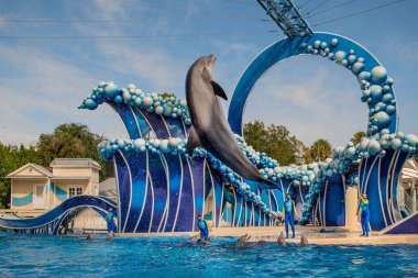 Orlando, Florida. 20 Kasım 2020. Yunus Atlayışı Seaworld 'de Yunus Günleri Gösterisi (47))