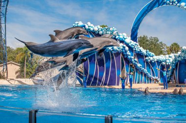 Orlando, Florida. 20 Kasım 2020. Yunus Atlayışı Seaworld 'de Yunus Günleri Gösterisi (50).