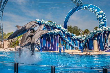 Orlando, Florida. 20 Kasım 2020. Yunus Atlayışı Seaworld 'de Yunus Günleri Gösterisi (49).