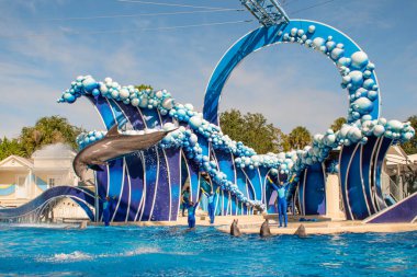 Orlando, Florida. 20 Kasım 2020. Yunus Atlayışı Seaworld 'de Yunus Günleri Gösterisi (54)