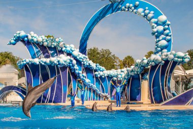Orlando, Florida. 20 Kasım 2020. Yunus Atlayışı Seaworld 'de Yunus Günleri Gösterisi (55)