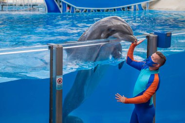 Orlando, Florida. 20 Kasım 2020. Antrenör yunuslar ile Seaworld 'deki Yunus Günleri Gösterisinde etkileşime girdi (16))