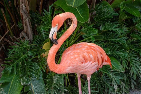 Orlando Florida October 2020 Top View Flamingo Seaworld Jpg — Stock Photo, Image