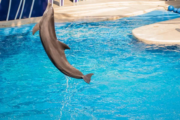 Orlando Florida October 2020 Dolphin Jumping Dolphins Days Show Seaworld — Stock Photo, Image