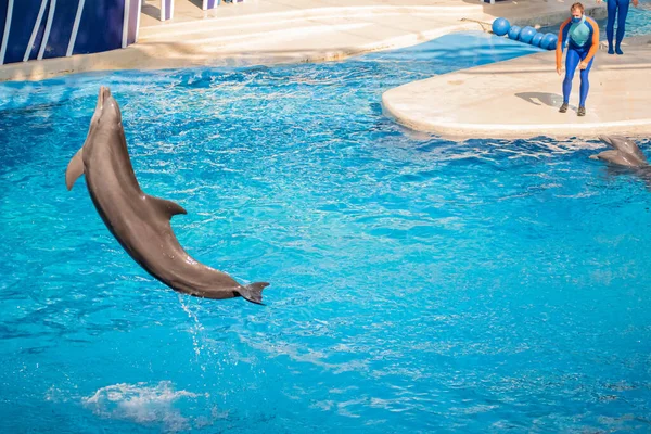 Orlando Florida October 2020 Dolphin Jumping Dolphins Days Show Seaworld — Stock Photo, Image