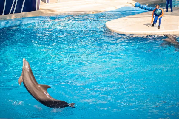 Orlando Florida October 2020 Dolphin Jumping Dolphins Days Show Seaworld — Stock Photo, Image