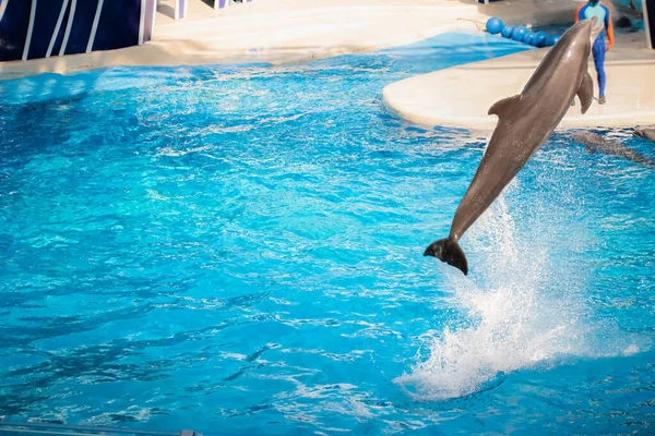 Orlando Florida Outubro 2020 Dolphin Jumping Dolphins Days Show Seaworld — Fotografia de Stock