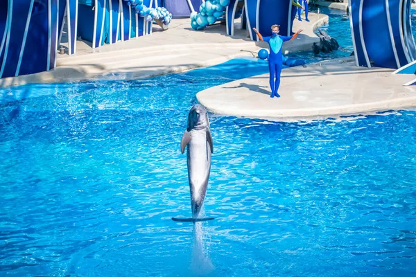 Orlando Florida Oktober 2020 Dolfijn Springen Dolfijnen Dagen Show Seaworld — Stockfoto