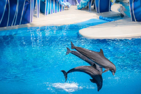 Orlando Florida October 2020 Dolphins Jumping Dolphins Days Show Seaworld — Stock Photo, Image
