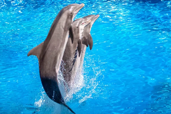 Orlando Florida Října2020 Delfíni Skákání Delfíni Days Show Seaworld — Stock fotografie