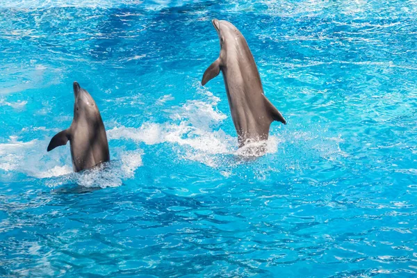 Orlando Florida Outubro 2020 Dolphins Jumping Dolphins Days Show Seaworld — Fotografia de Stock