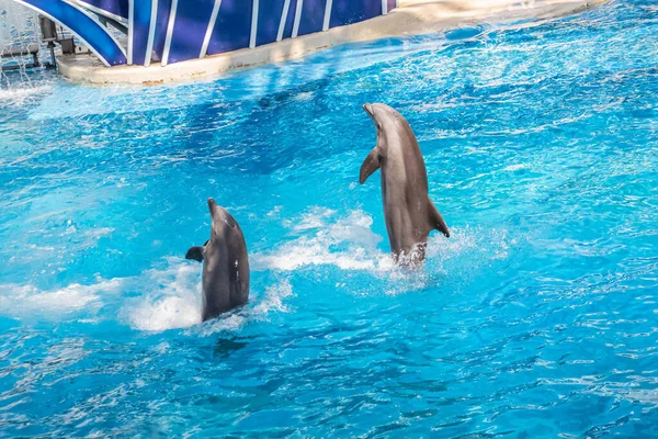 Orlando Florida Outubro 2020 Dolphins Jumping Dolphins Days Show Seaworld — Fotografia de Stock