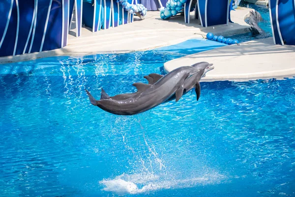 Orlando Florida October 2020 Dolphins Jumping Dolphins Days Show Seaworld — Stock Photo, Image