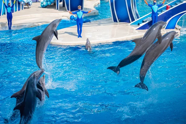 Orlando Florida October 2020 Dolphins Jumping Dolphins Days Show Seaworld — Stock Photo, Image