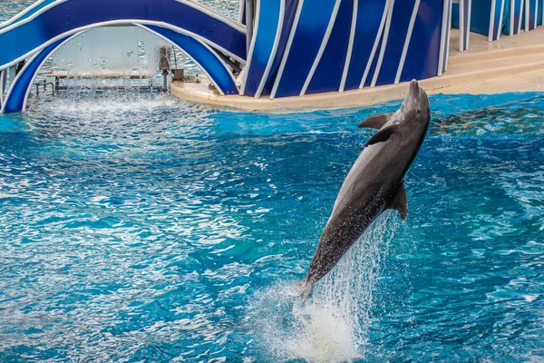 Orlando Florida June 2020 Dolphin Jumping Dolphin Days Show Seaworld — Stock Photo, Image