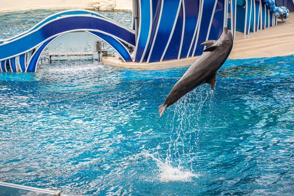 Orlando Florida June 2020 Dolphin Jumping Dolphin Days Show Seaworld — Stock Photo, Image