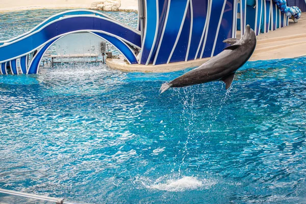 Orlando Florida June 2020 Dolphin Jumping Dolphin Days Show Seaworld — Stock Photo, Image